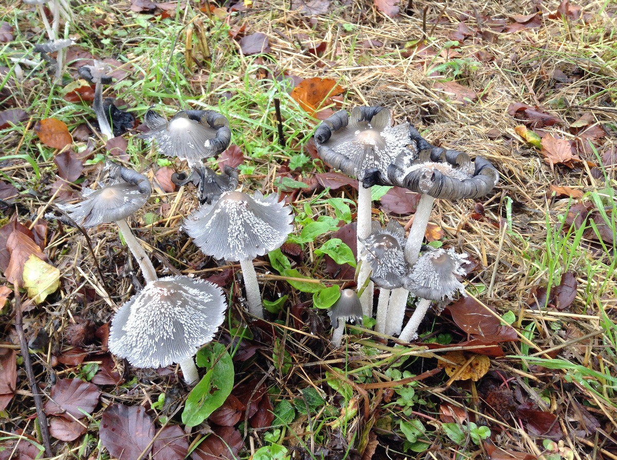 Coprinus lagopus or hare's foot  ink cap (3)